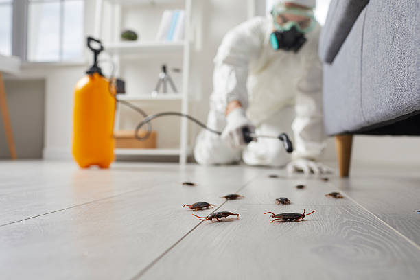 Commercial Rodent Management in Eastpoint